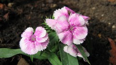 Flowers leaves Green Plants