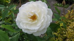 Flowers leaves Green Plants