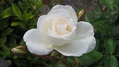 Flowers leaves Green Plants