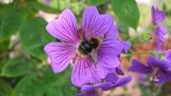Flowers leaves Green Plants