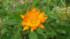Flowers leaves Green Plants