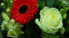 Flowers leaves Green Plants