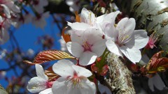 Flowers leaves Green Plants