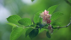 Flowers leaves Japan