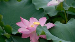 Flowers leaves lotus flower