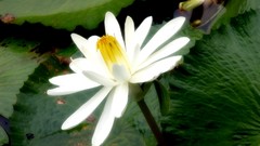 Flowers leaves nature