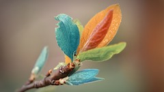 Flowers leaves nature