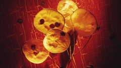 Flowers leaves nature