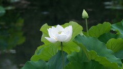 Flowers leaves nature