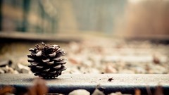 Flowers leaves nature attila