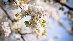 Flowers leaves nature attila Cherie