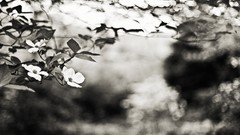 Flowers leaves nature black and white branches Plants 