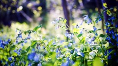 Flowers leaves nature bokeh blue flowers
