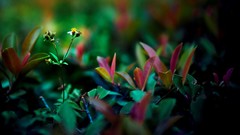 Flowers leaves nature depth of field