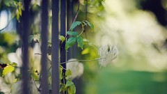 Flowers leaves nature fences flora depth of field