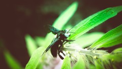 Flowers leaves nature fly bees