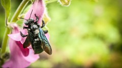 Flowers leaves nature fly Green bees natural idevil17