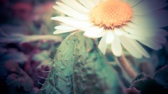 Flowers leaves nature grass