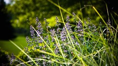 Flowers leaves nature grass purple flowers bokeh