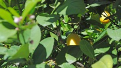 Flowers leaves nature Green bud lemons depth of field