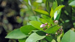 Flowers leaves nature Green bud lemons depth of field