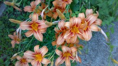 Flowers leaves nature Green orange Garden blossoms