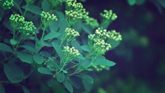 Flowers leaves nature Green Plants