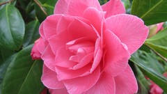 Flowers leaves nature Green roses buds pink flowers flower 