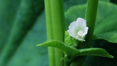 Flowers leaves nature Green white flowers