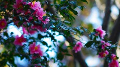 Flowers leaves nature pink flowers bokeh depth of field