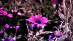 Flowers leaves nature pink Green Plants Garden Downtown new 