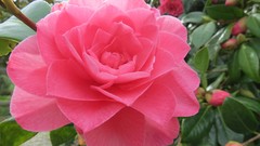 Flowers leaves nature pink Green roses buds flower petals