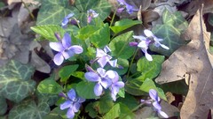 Flowers leaves nature purple flowers violets