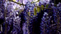 Flowers leaves nature purple flowers wisteria depth of field