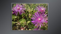 Flowers leaves nature purple woman abstract digital art fantasy 