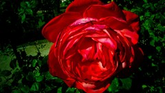 Flowers leaves nature red Green roses red flowers