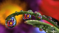 Flowers leaves nature reflections water drops bing