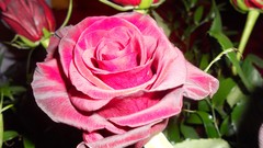 Flowers leaves nature roses