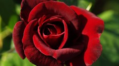 Flowers leaves nature roses