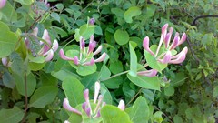 Flowers leaves nature spring