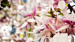 Flowers leaves nature spring attila