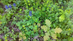 Flowers leaves nature spring forests