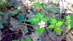 Flowers leaves nature spring forests