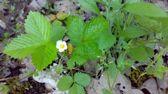 Flowers leaves nature spring strawberries forests