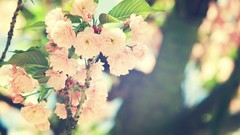 Flowers leaves nature Trees branches cherry blossoms depth of 