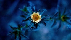 Flowers leaves nature white flowers bokeh depth of field