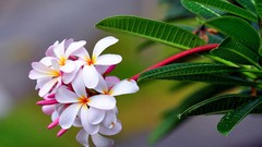 Flowers leaves nature white flowers plumeria