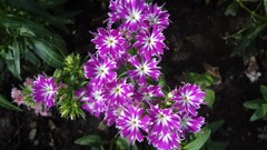 Flowers leaves pink flowers
