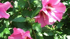 Flowers leaves pink flowers hibiscus