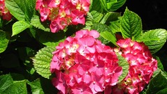 Flowers leaves pink flowers hydrangea